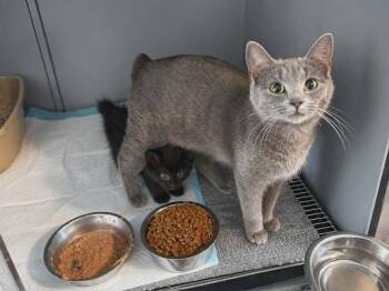 Jessie -  American Bobtail Cat for Adoption in Lunenburg, Massachusetts - Jessie | PetCurious