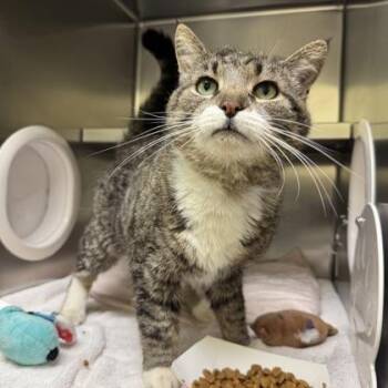 Baloo -  Domestic Short Hair Cat for Adoption in Richmond, Virginia - Baloo | PetCurious