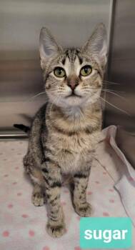 Sugar -  Domestic Short Hair Cat for Adoption in Richmond, Indiana - Sugar | PetCurious