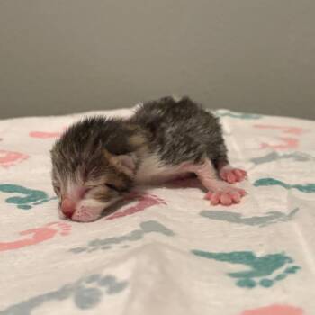 Domestic Short Hair Cats Available for Adoption in Fort Collins, Colorado - Donut | PetCurious