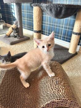 Wally -  Domestic Short Hair Cat Available for Adoption in San Tan Valley, Arizona - Wally | PetCurious