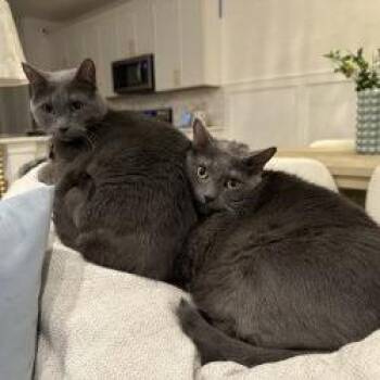 Oakley -  Domestic Short Hair Cat for Adoption in Sarasota, Florida - Oakley | PetCurious