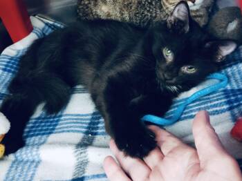 Hawk -  Domestic Medium Hair Cat for Adoption in York, South Carolina - Hawk | PetCurious