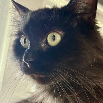 Ollie -  Domestic Long Hair Cat Available for Adoption in Akron, Ohio - Ollie | PetCurious