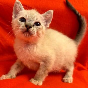 Phoebe -  Domestic Short Hair Cat for Adoption in San Antonio, Texas - Phoebe | PetCurious