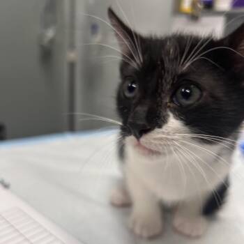 Salmon -  Domestic Short Hair Cat for Adoption in Summerville, South Carolina - Salmon | PetCurious