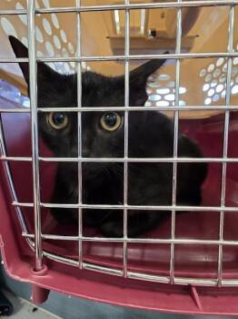 RYLEE -  Domestic Short Hair Cat for Adoption in Palmetto, Florida - RYLEE | PetCurious