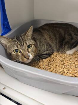 Critchen -  Domestic Short Hair Cat Available for Adoption in INDN HBR BCH, Florida - Critchen | PetCurious