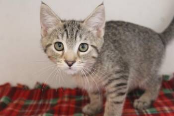Honky -  Domestic Short Hair Cat for Adoption in Chestertown, Maryland - Honky | PetCurious