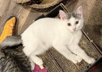 Toby -  Domestic Short Hair Cat for Adoption in Chattanooga, Tennessee - Toby | PetCurious