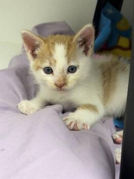 PEACHES AND CREAM - IN FOSTER -  Domestic Short Hair Cat for Adoption in Ontario, California - PEACHES AND CREAM - IN FOSTER | PetCurious