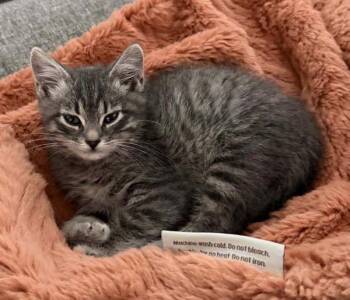 Sylar -  Domestic Medium Hair Cat for Adoption in Salt Lake City, Utah - Sylar | PetCurious