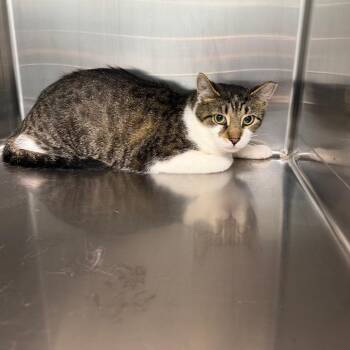 Miss.Kitty -  Domestic Short Hair Cat for Adoption in Parkersburg, West Virginia - Miss.Kitty | PetCurious
