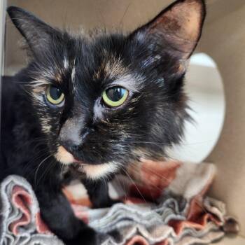 Mavis -  Domestic Long Hair Cat for Adoption in Reno, Nevada - Mavis | PetCurious