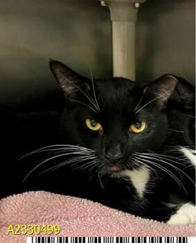 Domestic Medium Hair Cats Available for Adoption - YELLOW | PetCurious