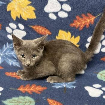 JJ -  Domestic Short Hair Cat for Adoption in Valdosta, Georgia - JJ | PetCurious