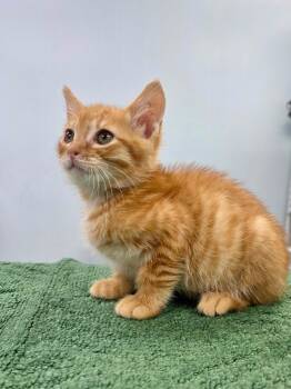 Domestic Short Hair Cats Available for Adoption in Gainesville, Florida - Ernie | PetCurious