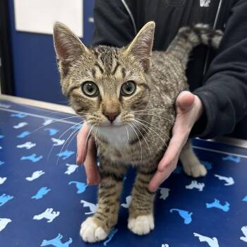 Domestic Short Hair Cats Available for Adoption - Atreus | PetCurious