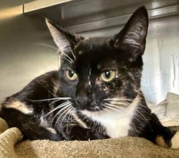 Rescue Domestic Short Hair Cats for Adoption in Winchester, Virginia - Cricket | PetCurious