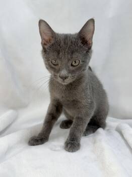 Sullivan -  Domestic Short Hair Cat for Adoption in Greensboro, North Carolina - Sullivan | PetCurious