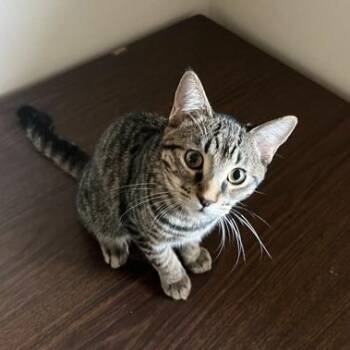 Rescue Domestic Short Hair Cats for Adoption in Warr Acres, Oklahoma - Twixie | PetCurious