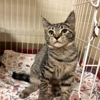 Riley -  Domestic Short Hair Cat for Adoption in Myerstown, Pennsylvania - Riley | PetCurious