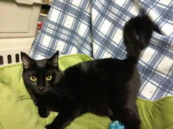 Rescue Domestic Short Hair Cats for Adoption in Fort Worth, Texas - Rio | PetCurious