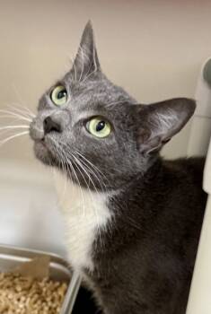 Rescue Domestic Short Hair Cats for Adoption in Honolulu, Hawaii - Mittens | PetCurious