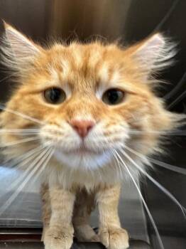 Domestic Long Hair Cats Available for Adoption in La Porte, Indiana - Monterey Jack | PetCurious