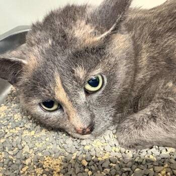 Domestic Short Hair Cats Available for Adoption in Dekalb, Illinois - Mims | PetCurious