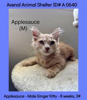 Applesauce -  Domestic Medium Hair Cat for Adoption in Avenal, California - Applesauce | PetCurious