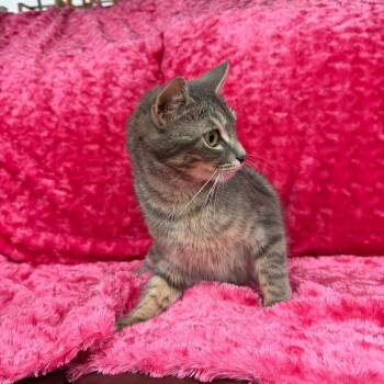 Silk -  Domestic Short Hair Cat Available for Adoption in Raleigh, North Carolina - Silk | PetCurious