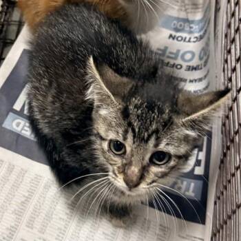 Sally -  Domestic Short Hair Cat for Adoption in San Antonio, Texas - Sally | PetCurious