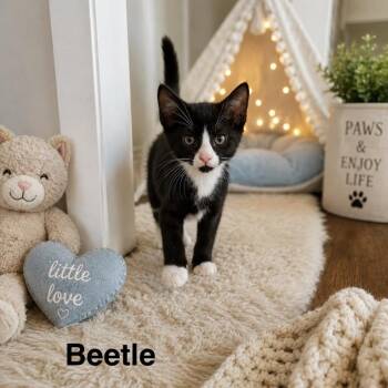 Beetle -  Domestic Short Hair Cat for Adoption in Peachtree City, Georgia - Beetle | PetCurious