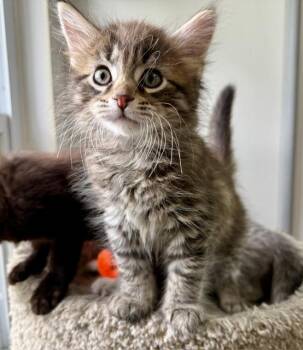 Domestic Long Hair Cats Available for Adoption in Ashland, Ohio - William | PetCurious