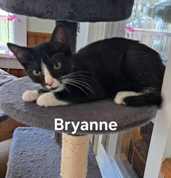 Bryanne -  Domestic Short Hair Cat for Adoption in Plattsburgh, New York - Bryanne | PetCurious