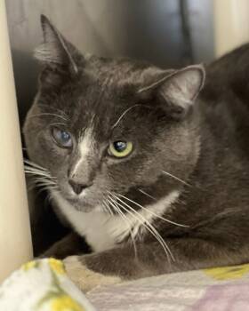 Rescue Domestic Short Hair Cats for Adoption in Novato, California - Eddison | PetCurious