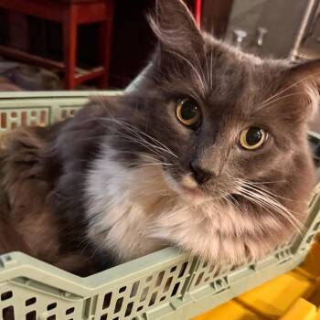 Boris -  Domestic Long Hair Cat for Adoption in Temecula, California - Boris | PetCurious