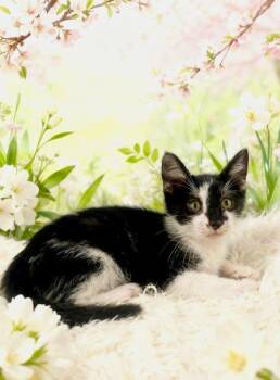 Tuxedo Cats Available for Adoption in Tehachapi, California - Ludo | PetCurious