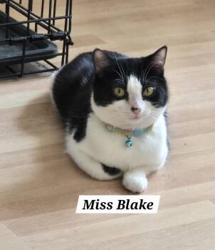 Tuxedo Cats Available for Adoption -  Miss Blake | PetCurious