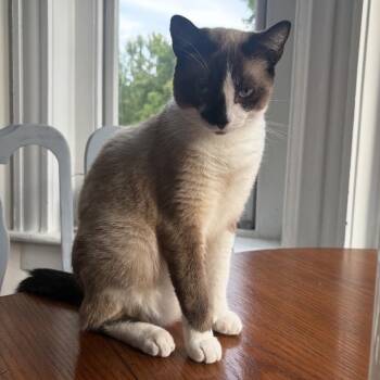 Annika Sorenstam -  Siamese and Domestic Short Hair Cat for Adoption in Richmond, Virginia - Annika Sorenstam | PetCurious