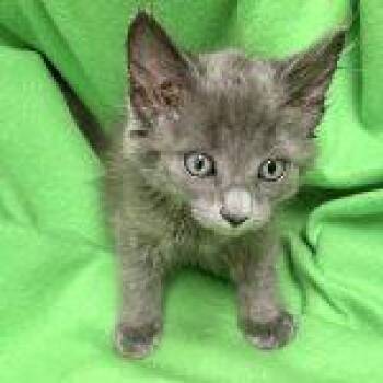 Spruce -  Domestic Short Hair Cat for Adoption in Green Valley, Arizona - Spruce | PetCurious