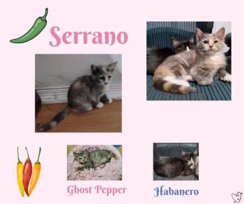 Serrano -  Calico Cat for Adoption in Trophy Club, Texas - Serrano | PetCurious