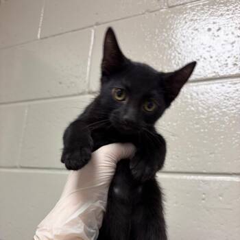 Oak -  Domestic Short Hair Cat for Adoption in Reno, Nevada - Oak | PetCurious