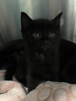 Water Buffalo -  Domestic Short Hair Cat for Adoption in Bloomington, Indiana - Water Buffalo | PetCurious