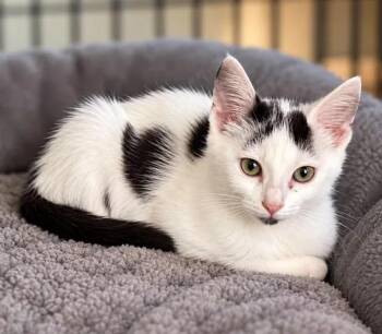 Everest -  Domestic Short Hair Cat for Adoption in Urbana, Illinois - Everest | PetCurious