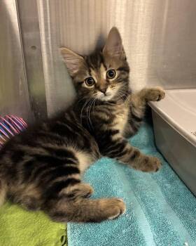 Pollak (with Temple) -  Domestic Medium Hair Cat for Adoption in Richmond, Virginia - Pollak (with Temple) | PetCurious