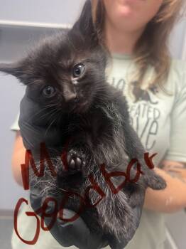 Rescue Domestic Short Hair Cats for Adoption in Morristown, Tennessee - Mr. Goodbar | PetCurious