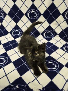 Pearl (foster cat) -  Domestic Medium Hair Cat for Adoption in Littlestown, Pennsylvania - Pearl (foster Cat) | PetCurious