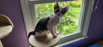 Splat -  Domestic Short Hair Cat for Adoption in Wheaton, Illinois - Splat | PetCurious